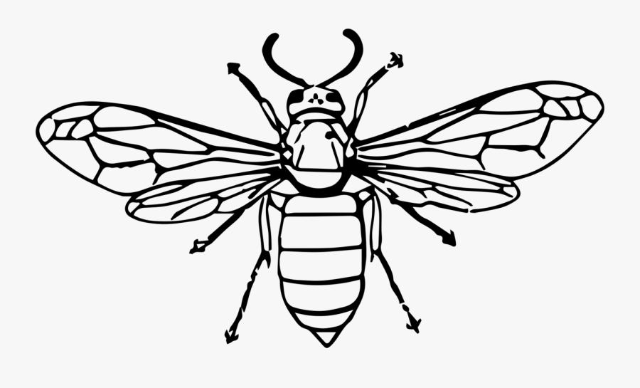 Insect Clip Art Transprent - Wasp Drawing, Transparent Clipart