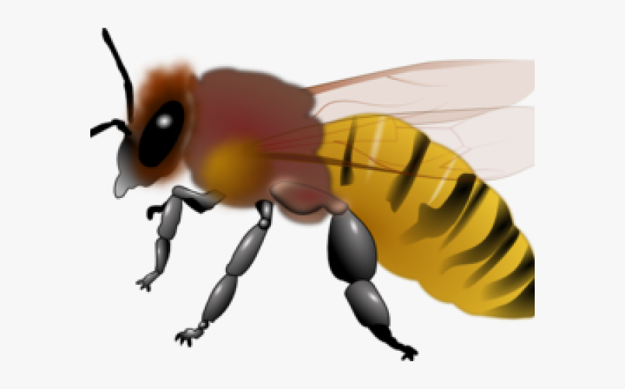 Hornet Clipart - Bee Clip Art Honey, Transparent Clipart