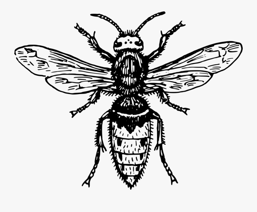 Black And White Wasp Transparent, Transparent Clipart