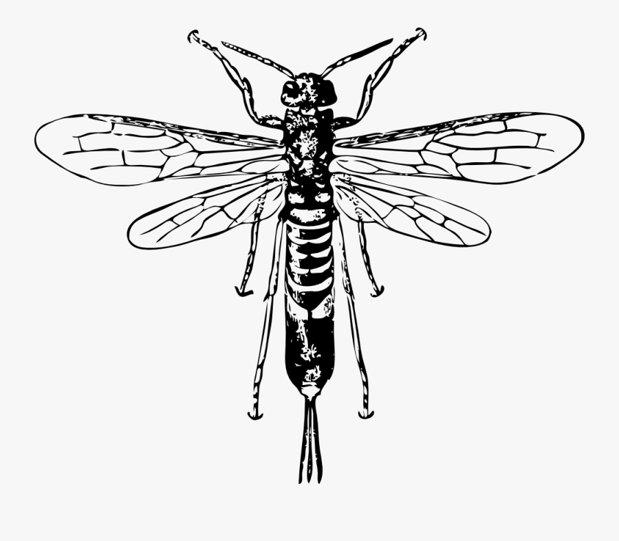 Horn Tail Wasp Svg Clip Arts - Horntail Wasp Scientific Drawing, Transparent Clipart