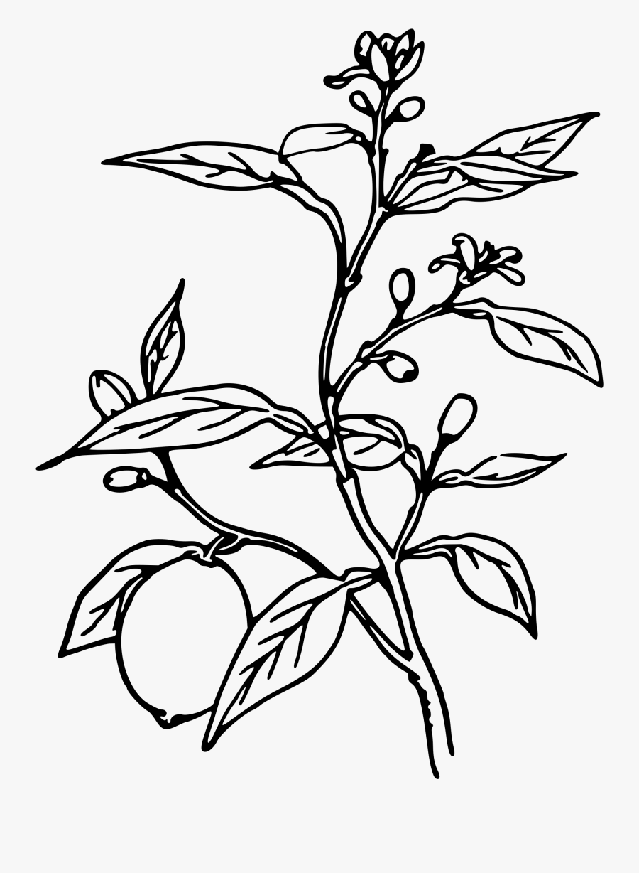 Trees Black And White Drawing At Getdrawings - Plant Black And White, Transparent Clipart