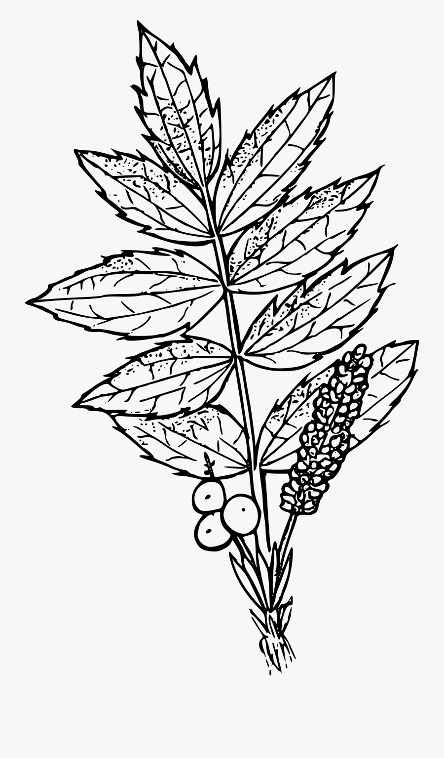 Cascades Oregon Grape Icons - Oregon Grape Flower Drawing , Free