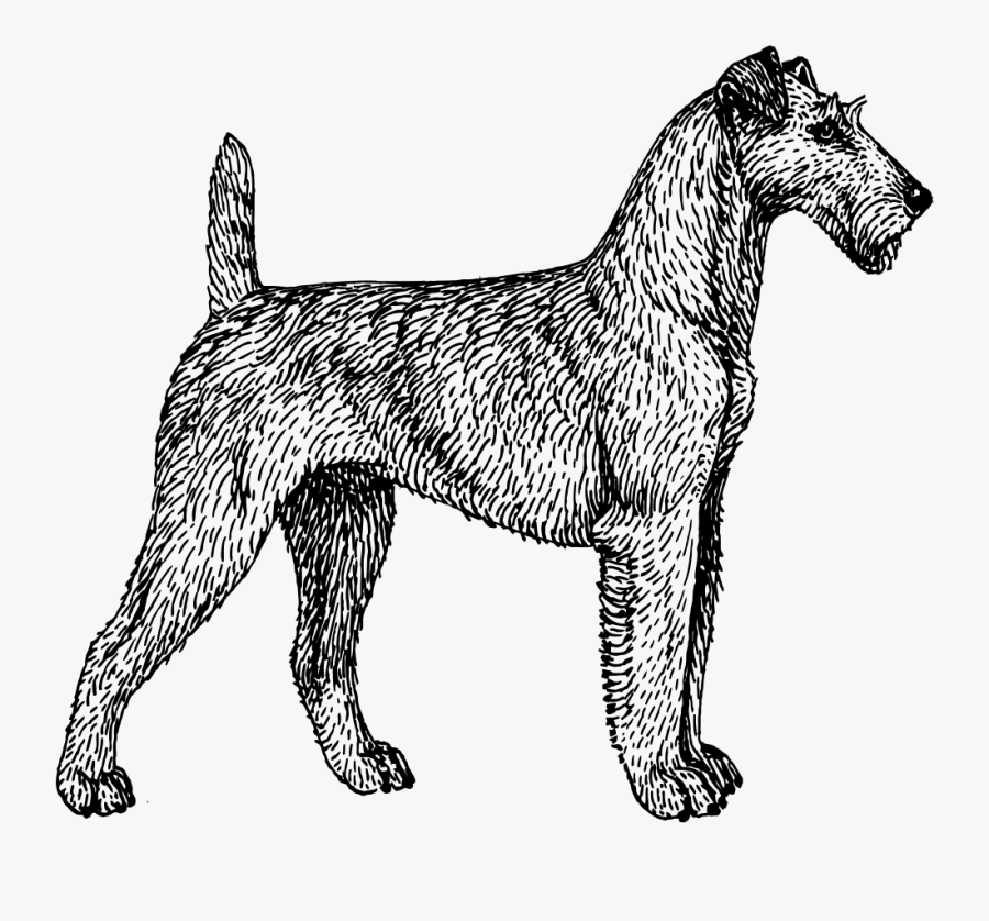 Irish Terrier Line Art - Irish Terrier, Transparent Clipart