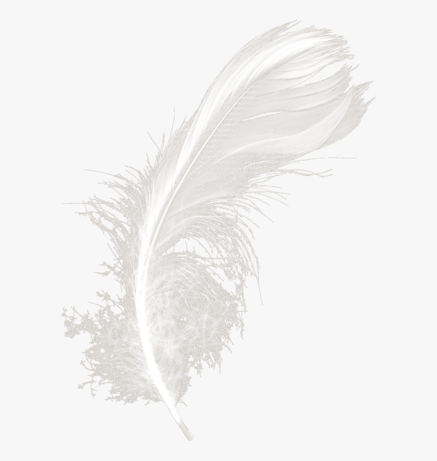 Feathers White Black Feather Download Hd Png Clipart - سكرابز ريش ابيض Png, Transparent Clipart