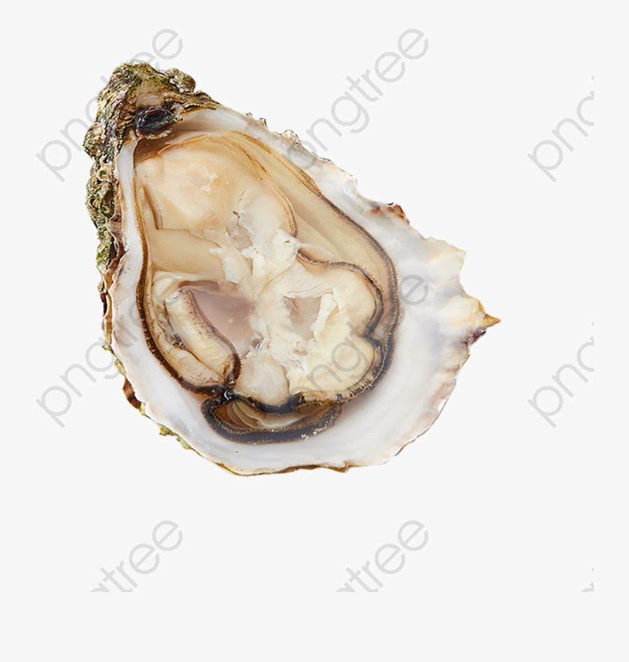 Wild Oyster Shell, Shell Clipart, Seafood, Delicious - Willie The Kid, Transparent Clipart
