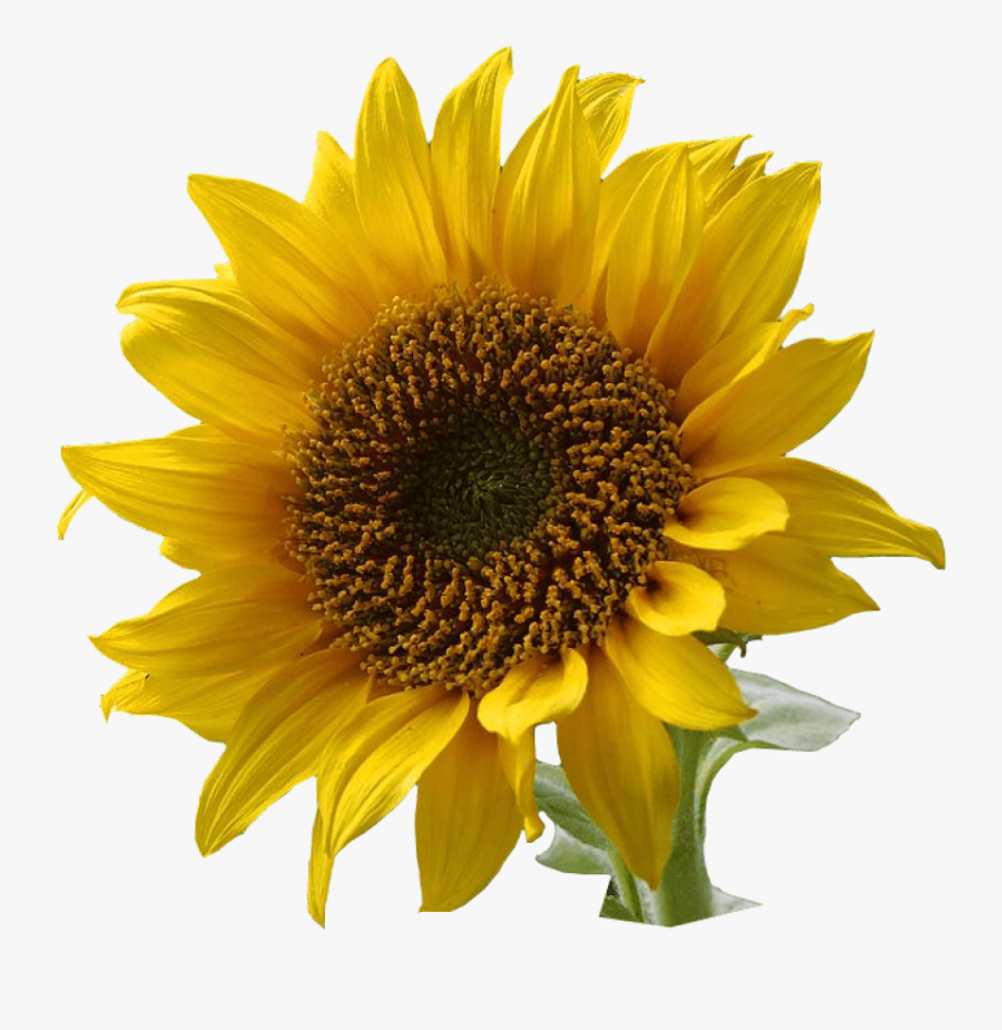 Transparent Sunflower Clipart - Transparent Background Sunflower Clipart, Transparent Clipart