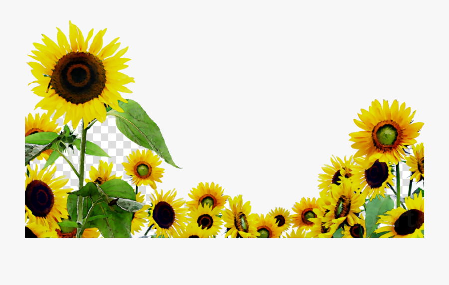 Sunflower Flower Yellow Transparent Image Clipart Free - Clipart