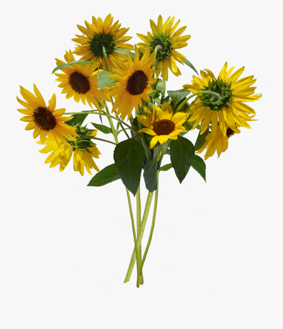 Free Free 109 Clipart Sunflower SVG PNG EPS DXF File