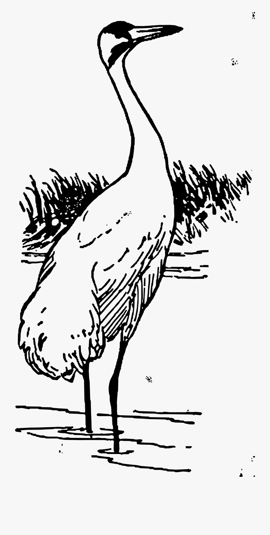 Outline Of Black Necked Crane, Transparent Clipart