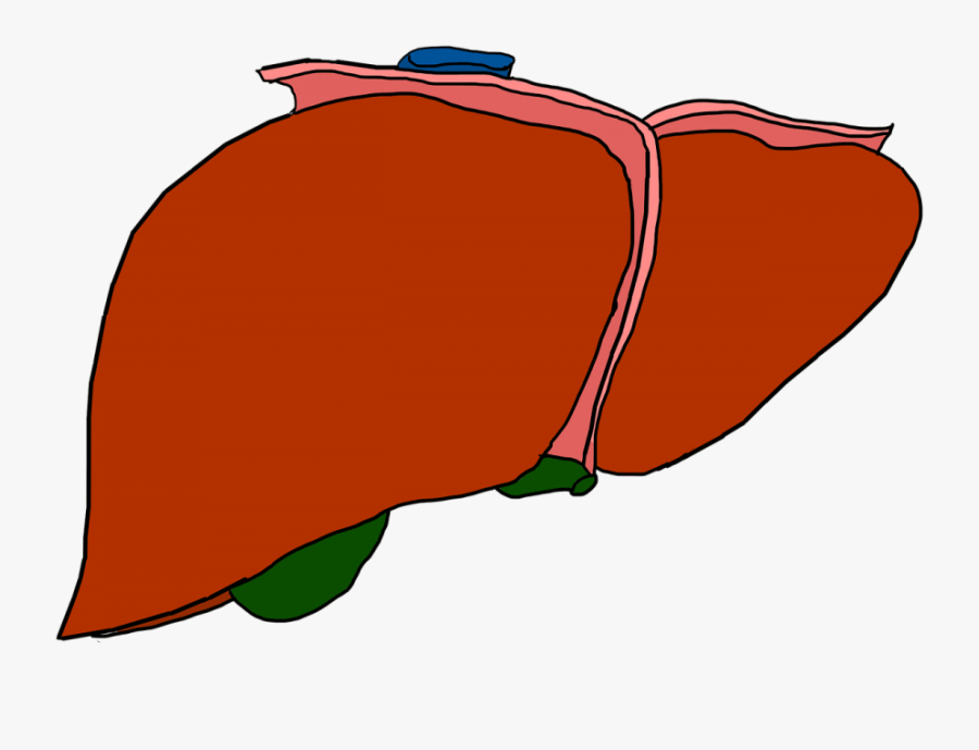 Transparent Kidneys Clipart - Cartoon Liver No Background, Transparent Clipart