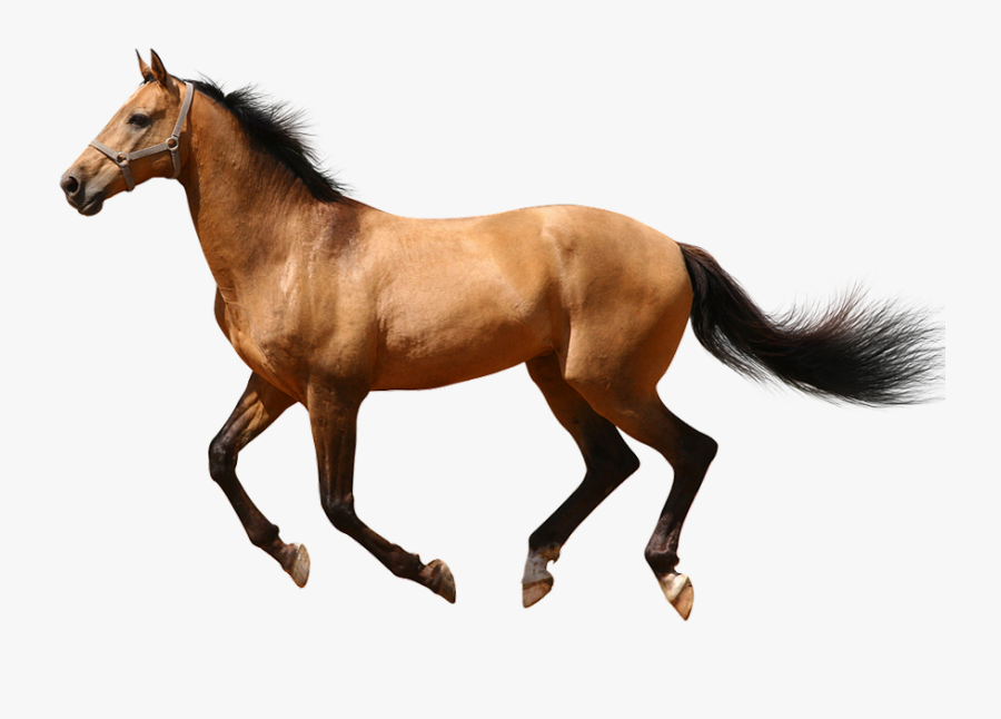 Running Transparent Transparentpng Image - Running Transparent Background Horse Png, Transparent Clipart