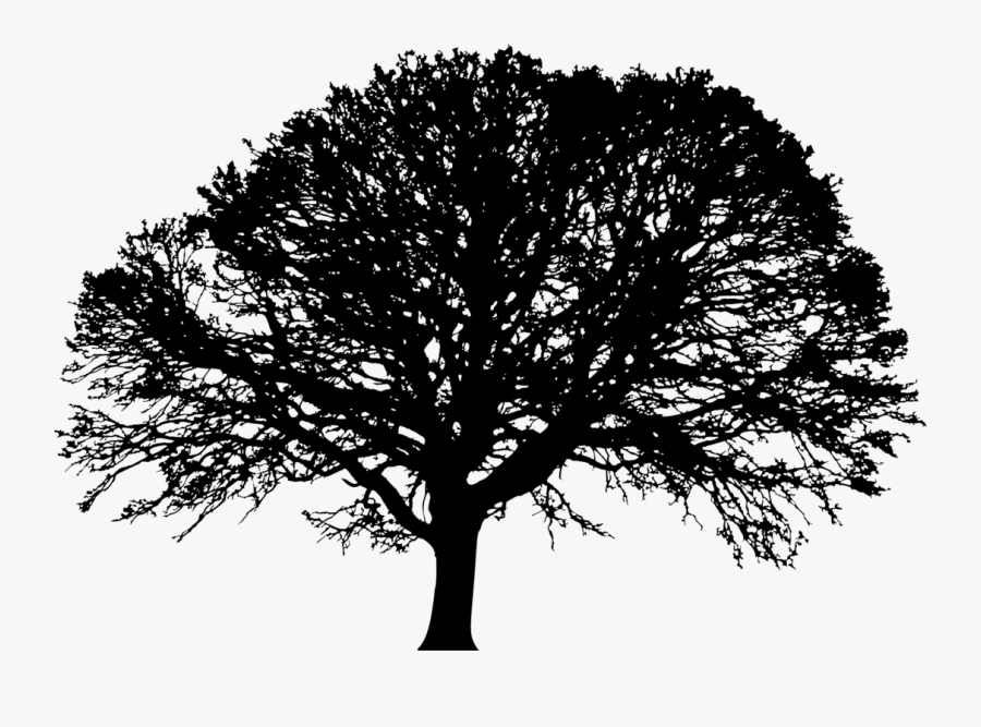 Californian White Oak,plant,leaf - Maple Tree Silhouette Png, Transparent Clipart