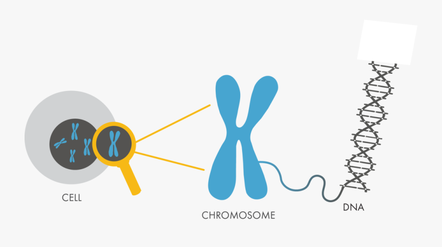 Genetics Recombine Is Made - Chromosome Clipart Transparent, Transparent Clipart