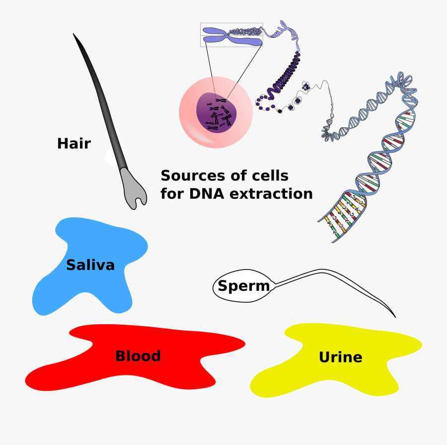 Evidence - Dna And Crime Scene Investigation, Transparent Clipart