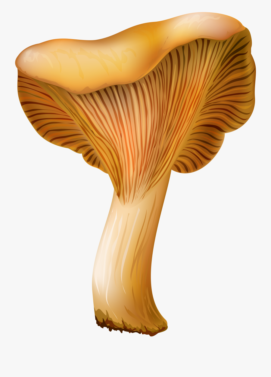 Chanterelle Mushroom Png Clip Art, Transparent Clipart