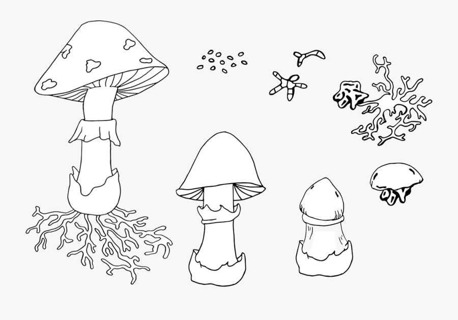 Mushroom Coloring Pages Science, Transparent Clipart