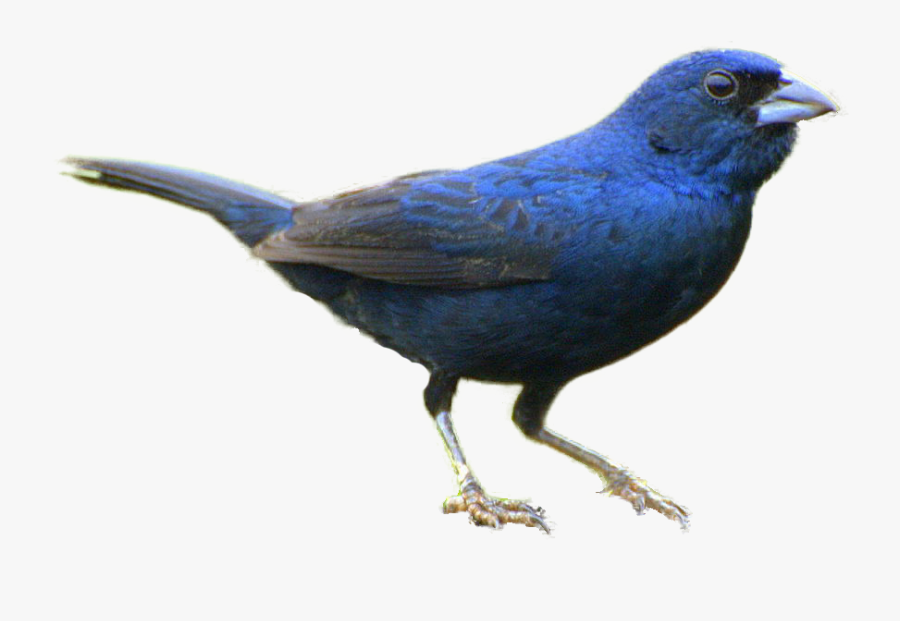 Realistic Bird Clipart - Indigo Bunting, Transparent Clipart