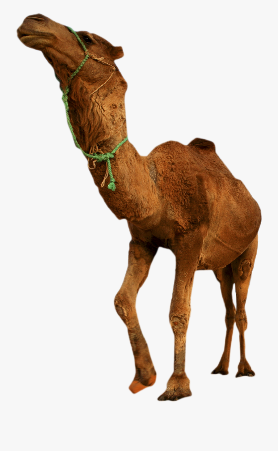 Clip Art Camel In Desert Picture - Desert Animal Png Background, Transparent Clipart