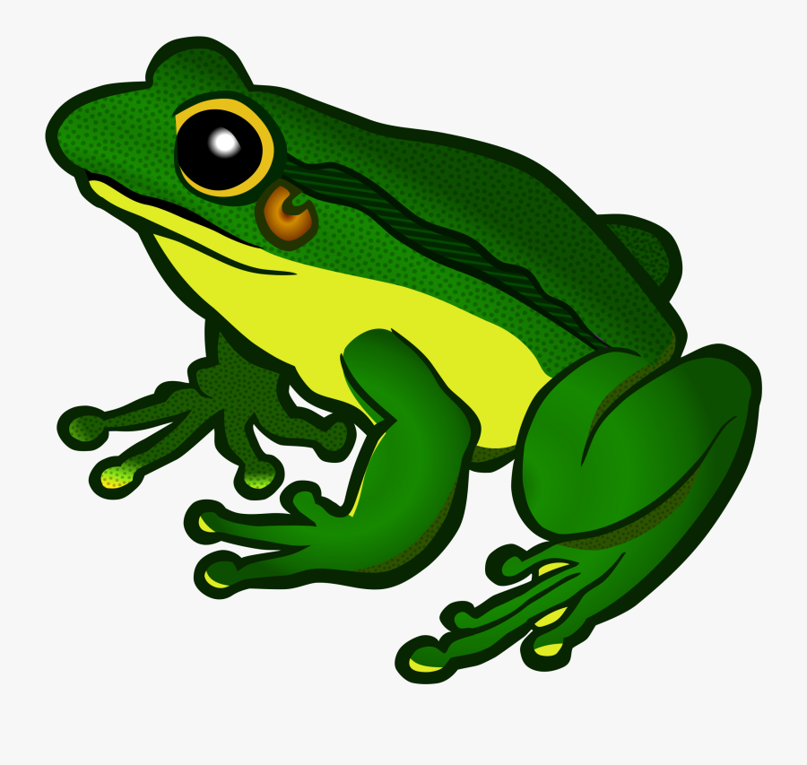 Frog - Coloured - Transparent Background Frog Png, Transparent Clipart