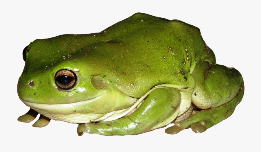 Green Tree Frog Clipart - Eastern Spadefoot, Transparent Clipart