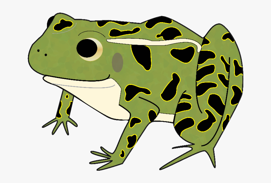 Transparent Green Frog Png - Leopard Frog Clipart, Transparent Clipart