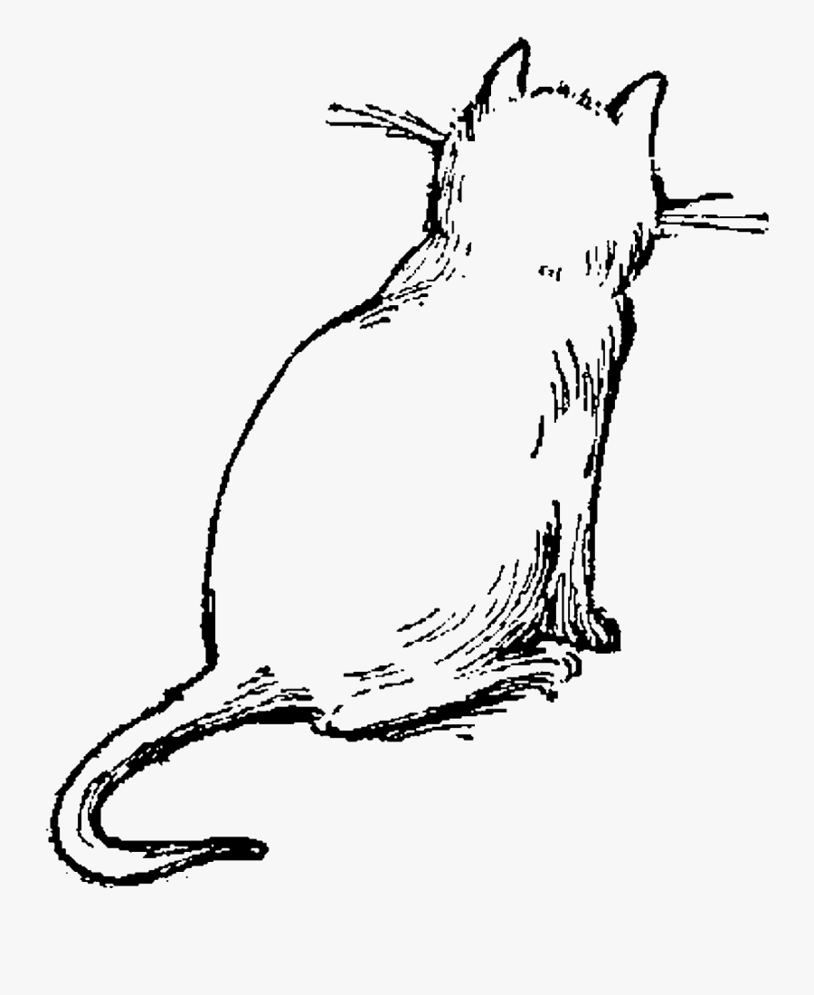 Cat Drawing Cat Illustration Png, Transparent Clipart