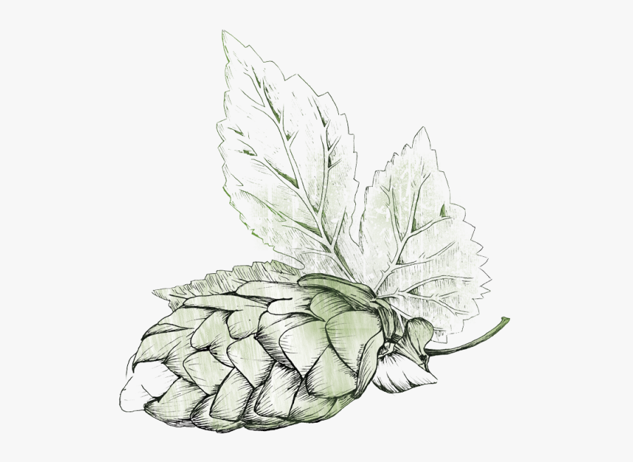 Transparent Hops Clipart - Illustration Beer Hops Png, Transparent Clipart