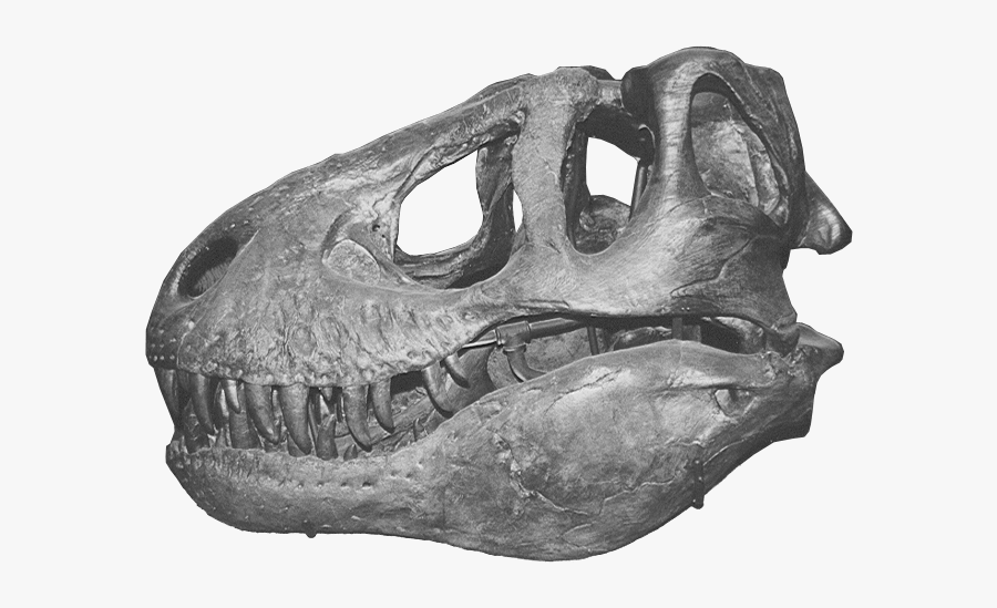 Trex Skull T Rex Skull Png Free Transparent Clipart Clipartkey - roblox dinosaur head