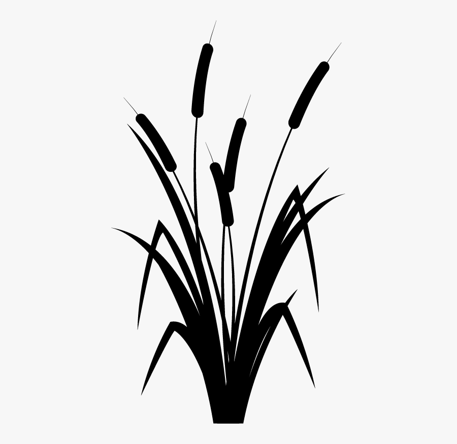 Black And White Reed Plant, Transparent Clipart