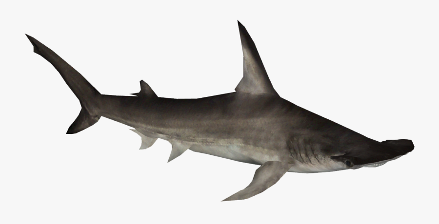 Transparent Shark Clip Art - Hammerhead Shark Png, Transparent Clipart