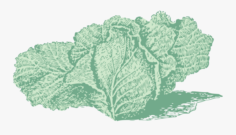 Plant,leaf,tree - Cabbage, Transparent Clipart