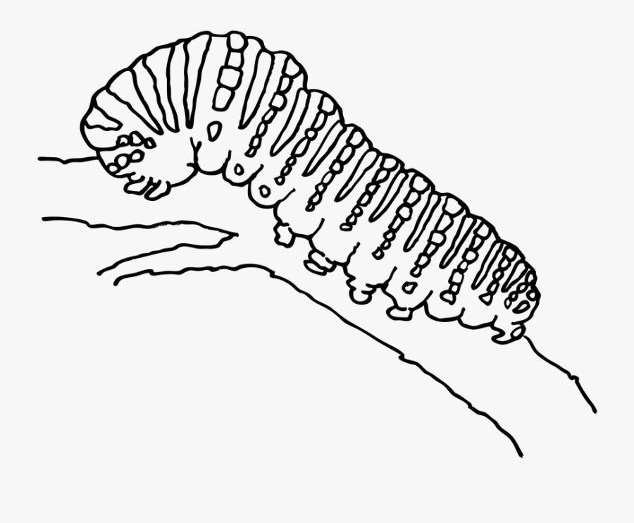 Caterpillar, Butterfly, Stage, Swallowtail, Branch - Line Drawing Caterpillar, Transparent Clipart