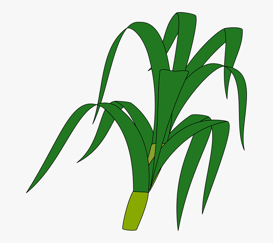 Jungle Plants Cliparts 20, Buy Clip Art - Corn Leaves Clip Art, Transparent Clipart