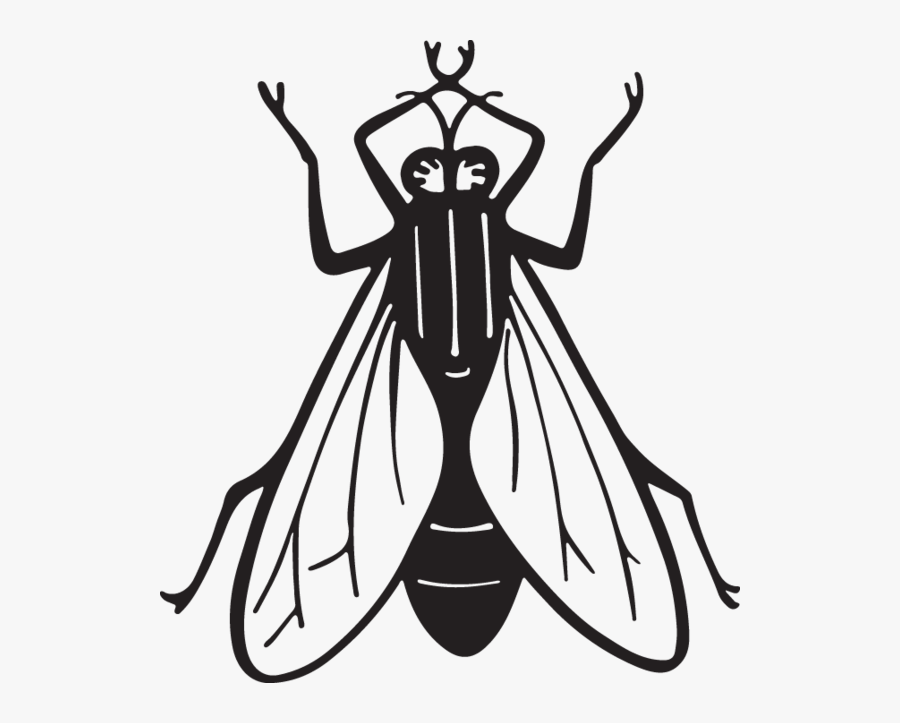 Fly Clipart Insect Housefly Line Art Free Transparent Clipart Clipartkey