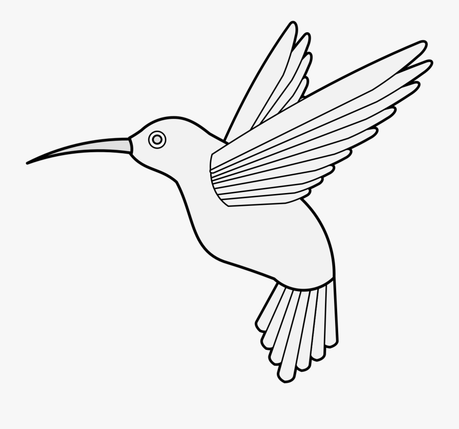 Coraciiformes, Transparent Clipart