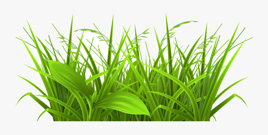 Grass Decorative Clipart Picture Gallery High Transparent - Weeds Clip Art, Transparent Clipart