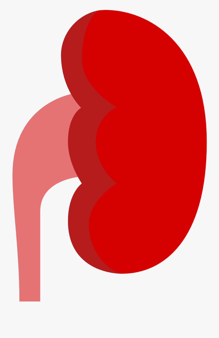 Kidney Icon - Kidney Liver Icon, Transparent Clipart