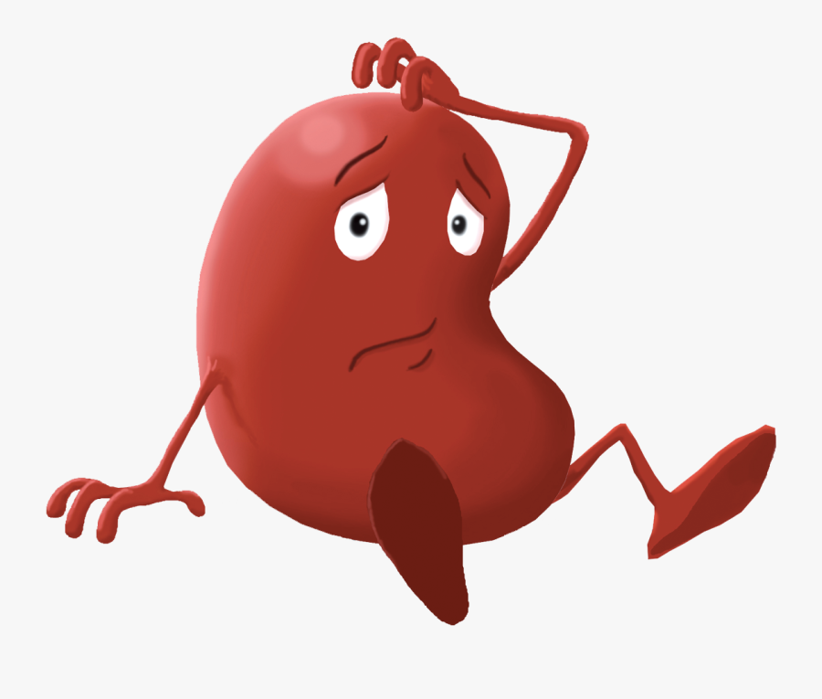 Transparent Kidney Organ Clipart - Kidney Cartoon Transparent Background, Transparent Clipart