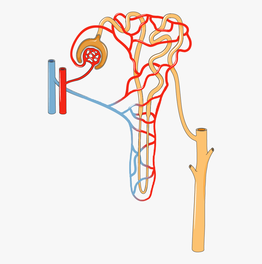 Kidney Clipart Urinary System , Free Transparent Clipart - ClipartKey