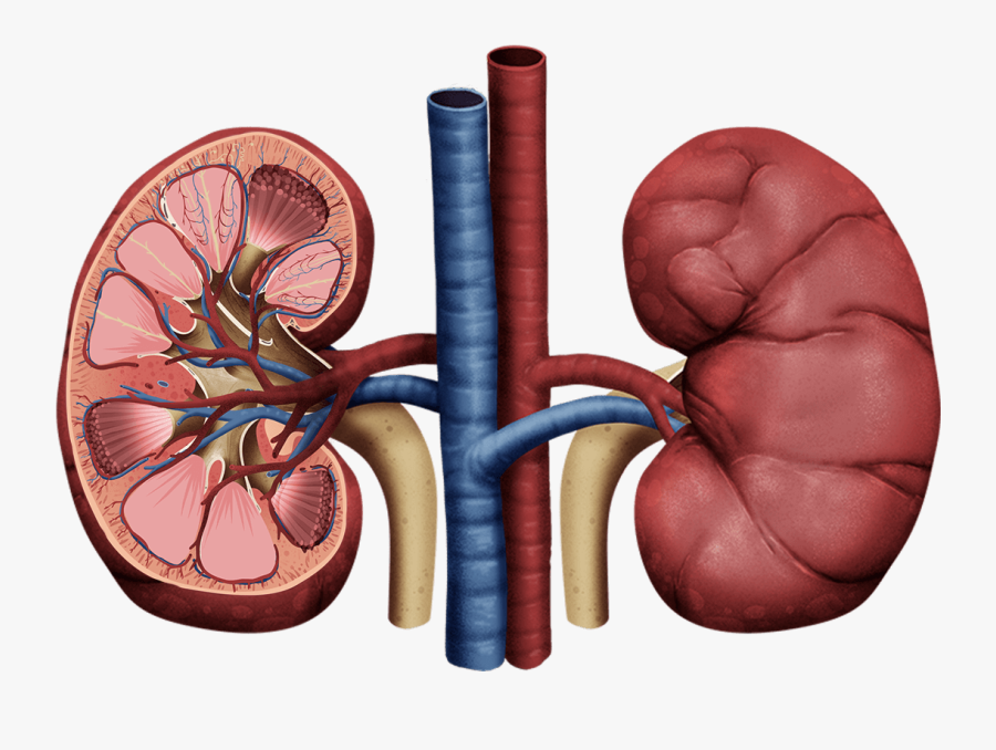 kidney drawing png kidney png free transparent clipart clipartkey kidney drawing png kidney png free