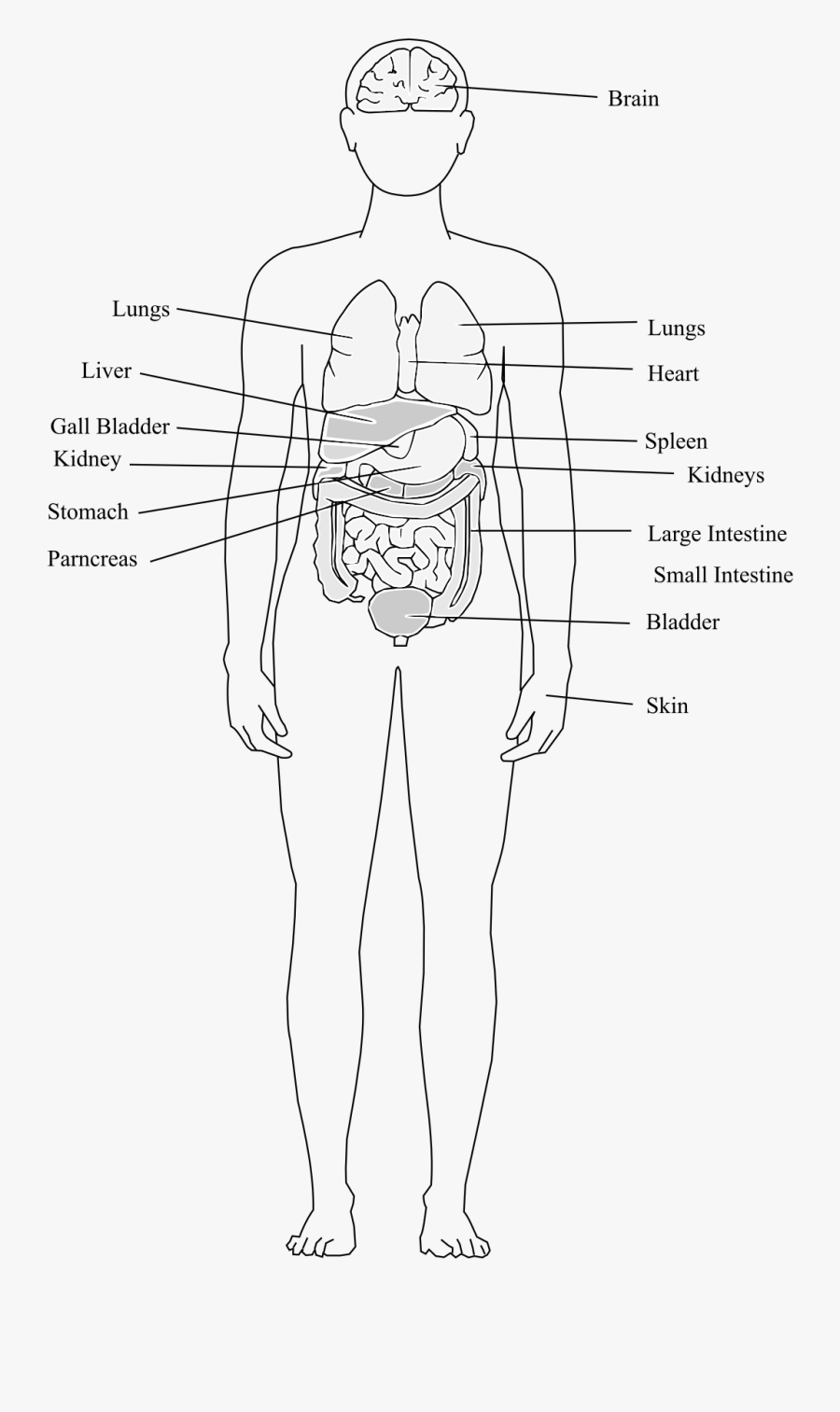 Clipart - Human Body Structure Clipart, Transparent Clipart