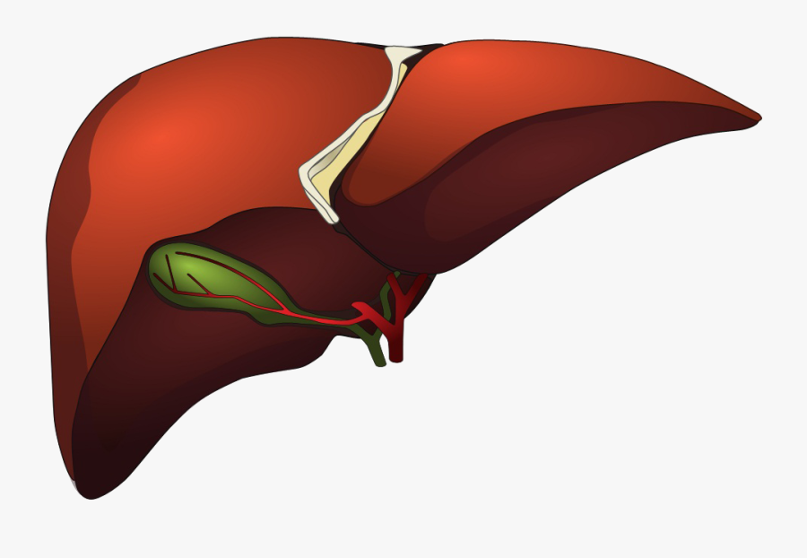 Liver Cartoon Png - Kidney & Liver Png , Free Transparent Clipart