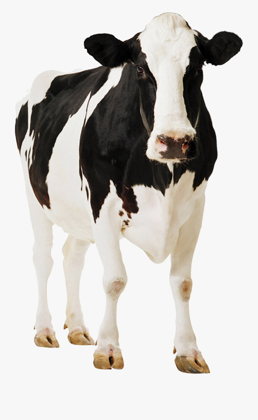 Front Face Cow Png - Cow Png, Transparent Clipart