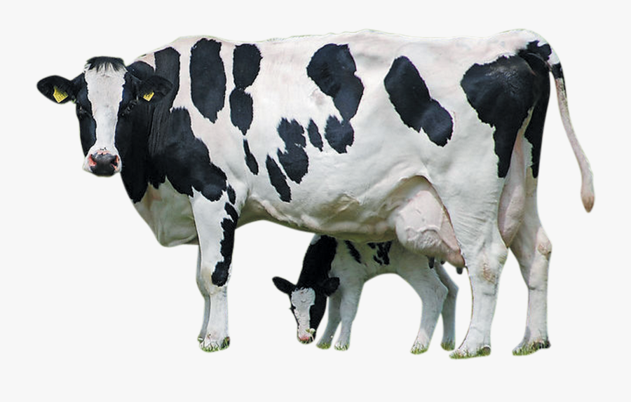 Holstein Cattle Calf Farm Livestock Dairy Transprent - Holstein Friesian Cattle Png, Transparent Clipart