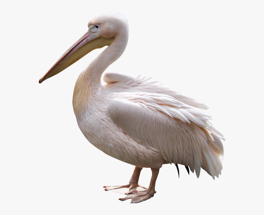 Pelican Png - Пеликан Пнг, Transparent Clipart