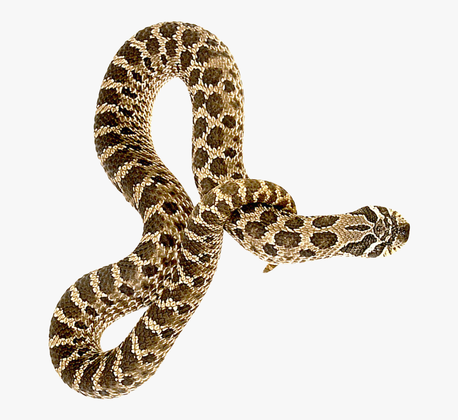 Clip Art Library Python Logo Free On - Snake Transparent, Transparent Clipart