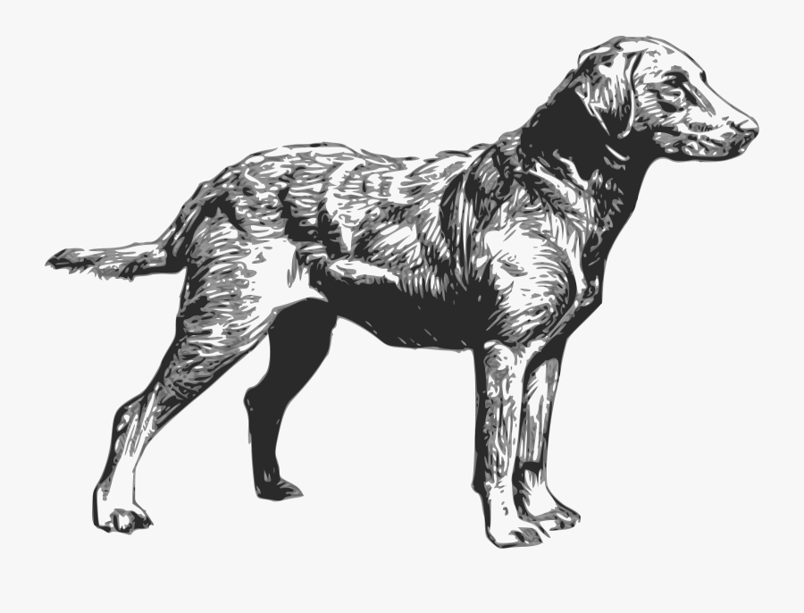 Chesapeake Bay Retriever Labrador Retriever Golden - Chesapeake Bay Retriever Logo, Transparent Clipart