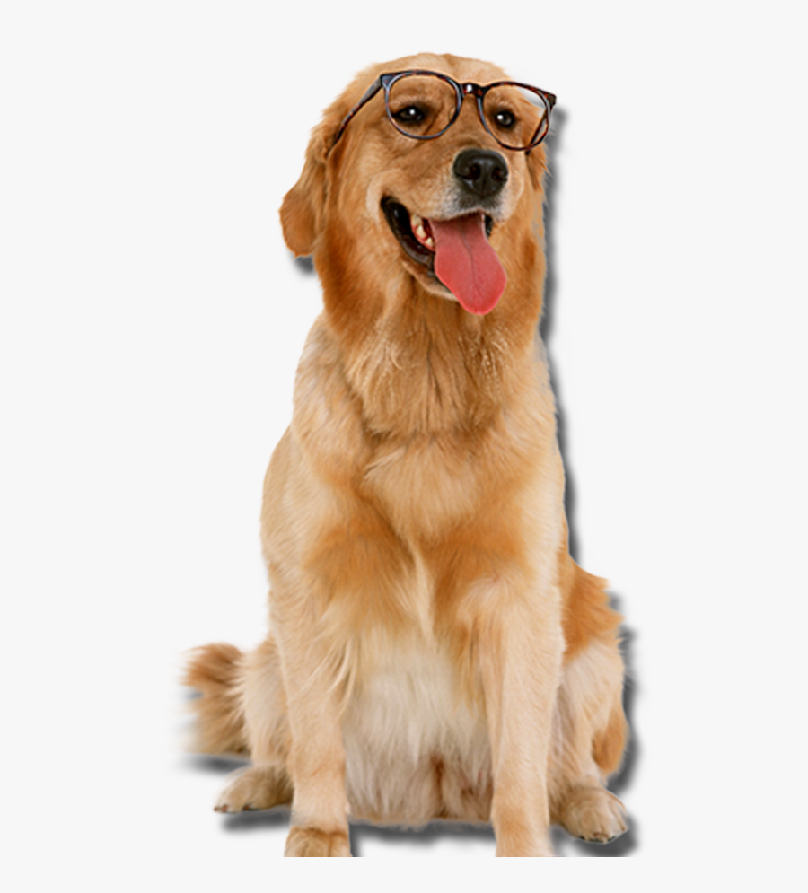 Dog With Glasses Transparent, Transparent Clipart
