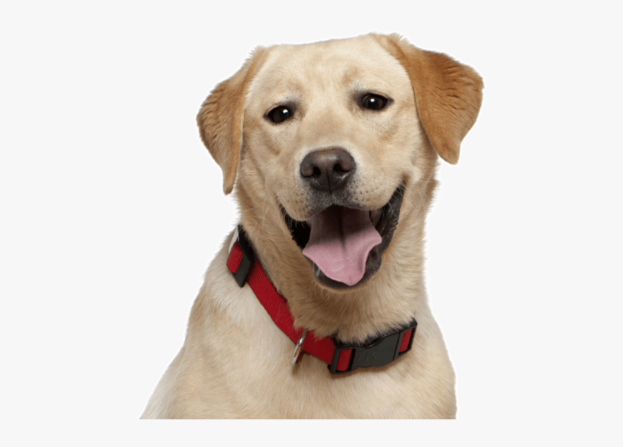 Clip Art Labrador Dogs - Preeti Dog Kabir Singh, Transparent Clipart