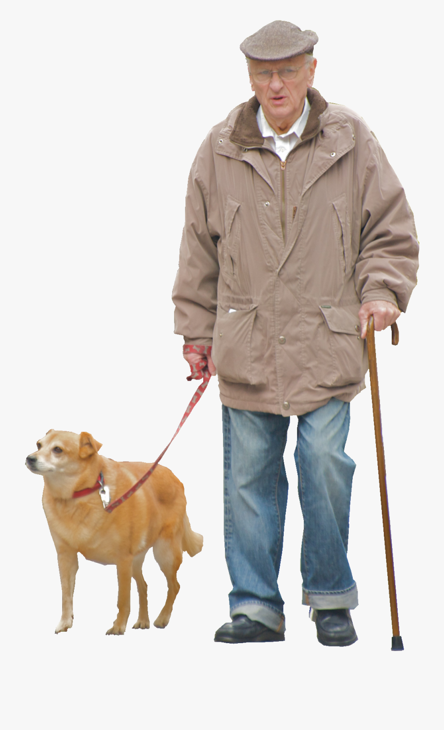 Breed,leash,dog Group,golden Dog Breeds,companion Dog,obedience - Old Man Transparent Background, Transparent Clipart